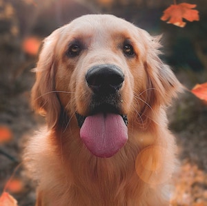 Dog-omg